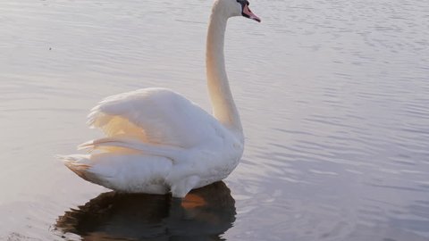 White swans in calm river water 스톡 비디오