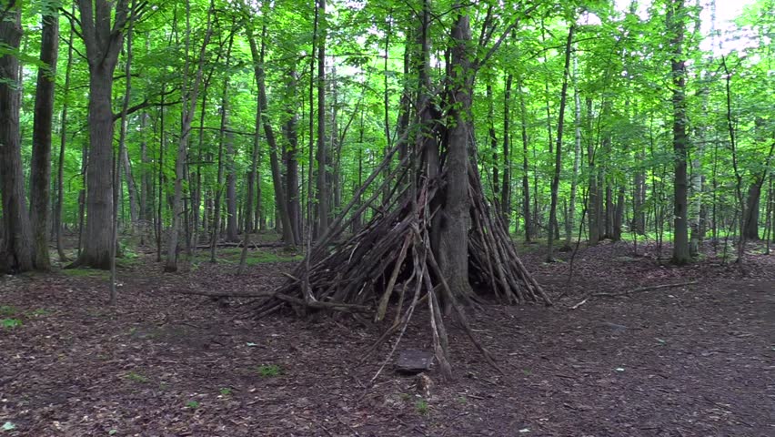 A forest on a hot and humid day