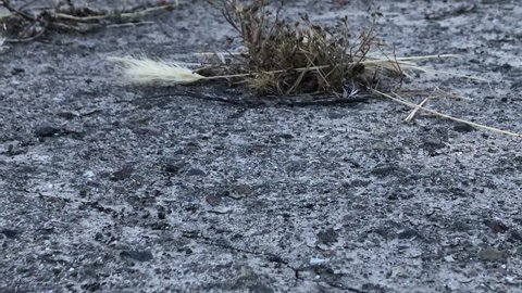 4k Ants crawling across the pavement, ants marching, 