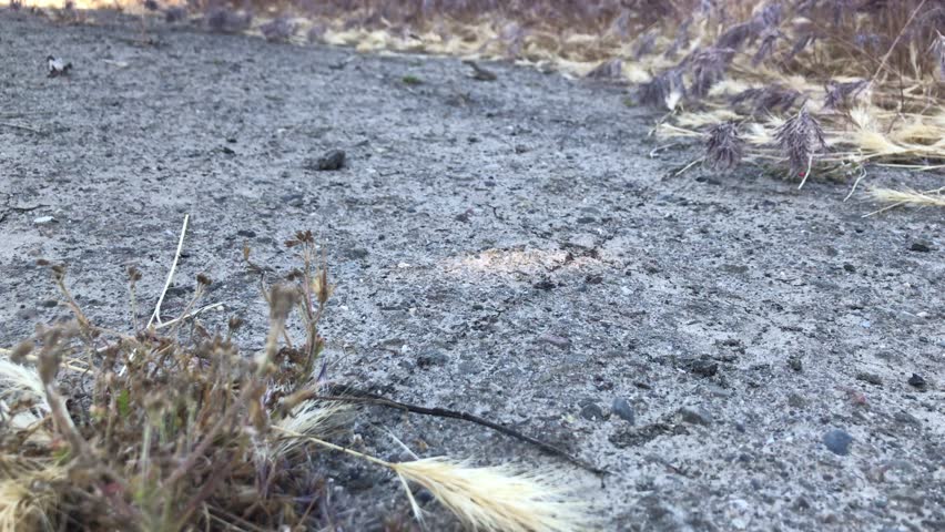 4k Ants crawling across the pavement, ants marching, 