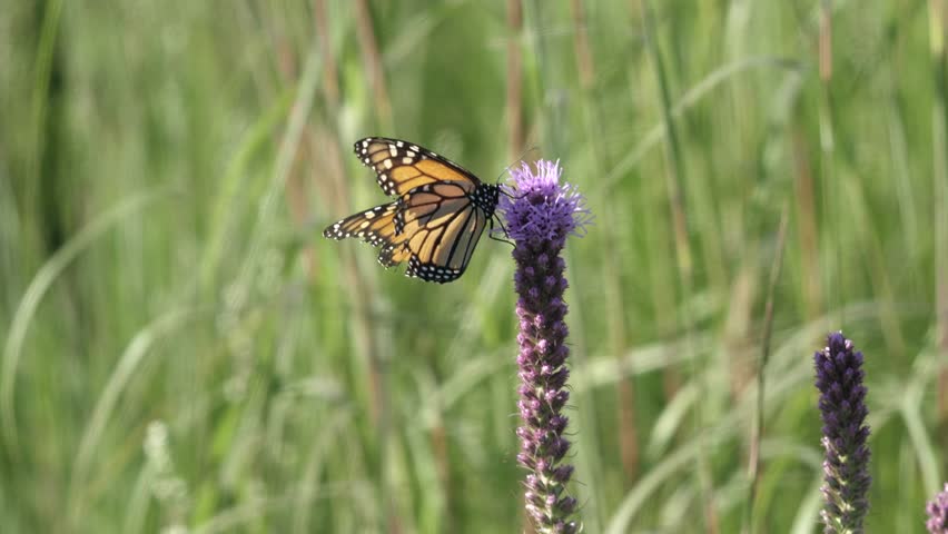 Monarch butterfly using proboscis to get nectar from blazing star flower. Royalty-Free Stock Footage #1011813176
