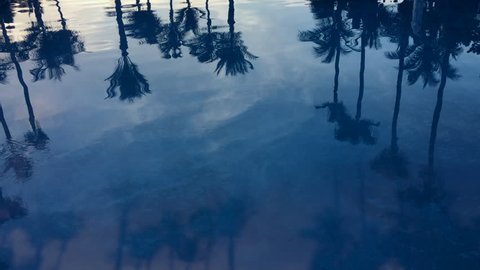 Tropical silhouettes of palm trees reflecting on the surface of a swimming pool 스톡 비디오