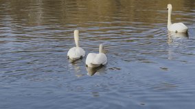 Beautiful white swan with red beak swimming in lake