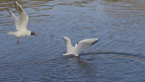 White gulls fly over the water, slow motion