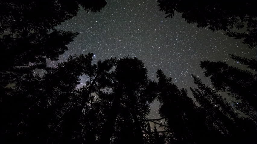 Stars and the Milky Way Move Across the Sky Above Big Trees