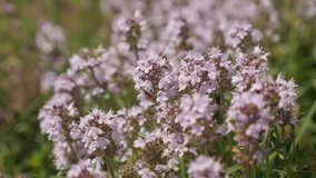 White and purple Breckland thyme Thymus serpyllum slow-mo video