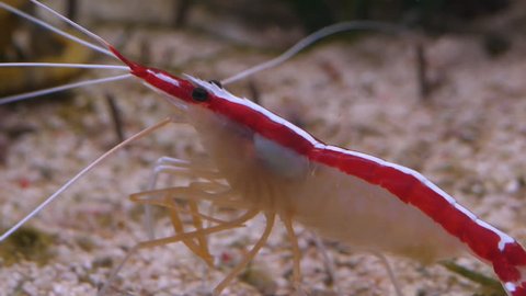 Close up of skunk cleaner shrimp catching it's own antennae and cleaning it