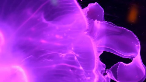 Slow motion relaxing view background of a glowing pink color jellyfish slowly floating in the dark aquarium water