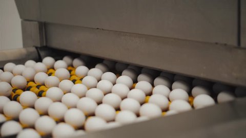 Eggs sorting in the factory.Eggs are checked for quality. Packing on the production line. Sorting eggs on a high-tech line. 4k video