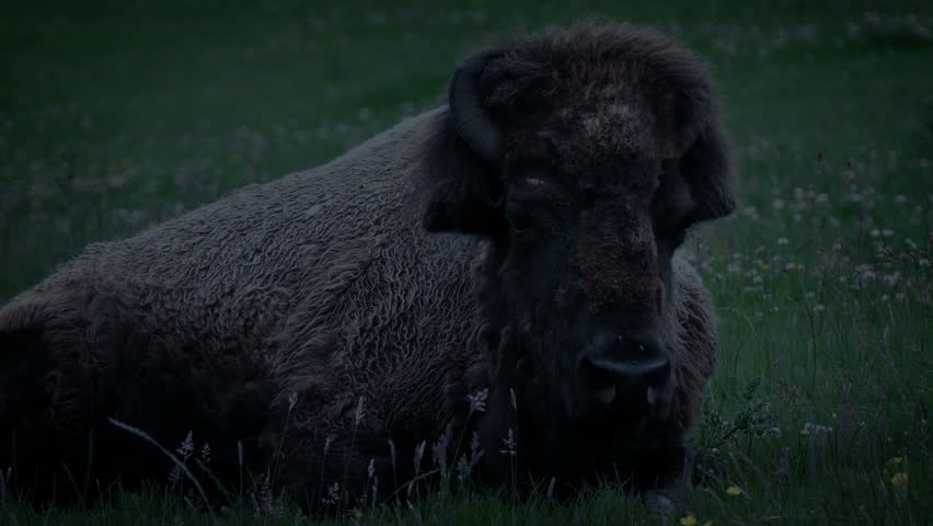 Bison Resting In The Evening