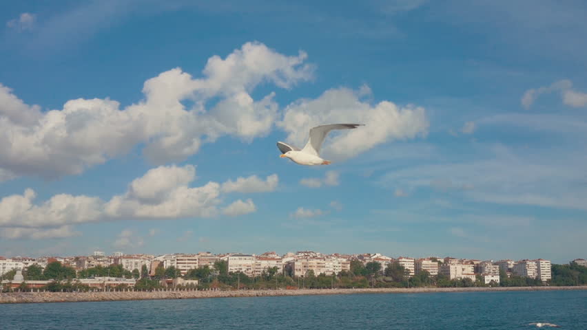 Seagull flying on blue sky