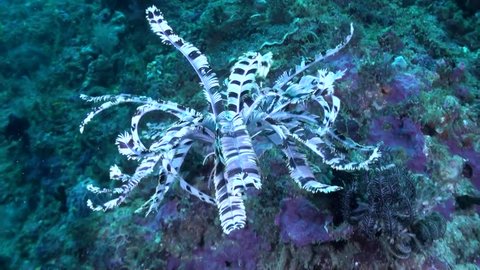 Feather Star / Crinoid Swimming - Philippines