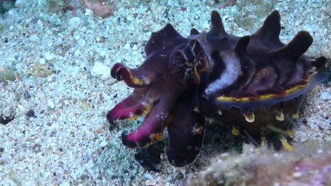 Flamboyant Cuttlefish (Metasepia pfefferi) - Close Up - Philippines