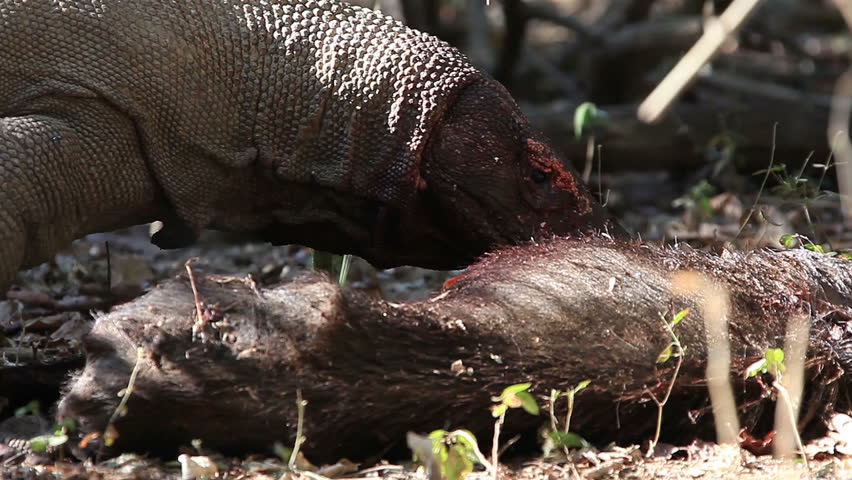 Komodo Dragon bite the victim. Rinca island, Indonesia. Royalty-Free Stock Footage #1011844367