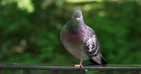 Single Rock Pigeon or Rock Dove bird on a fence during a spring nesting period
