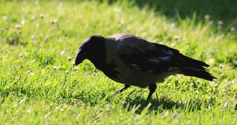 Single Hooded crow bird feeding on a grassy meadow during a spring nesting period