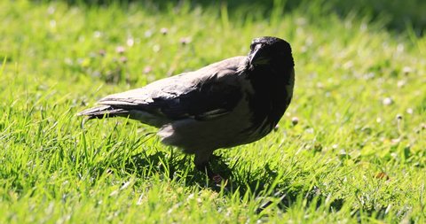 Single Hooded crow bird feeding on a grassy meadow during a spring nesting period