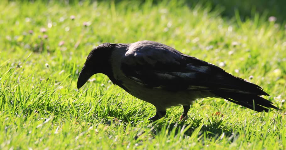 Single Hooded crow bird feeding on a grassy meadow during a spring nesting period Royalty-Free Stock Footage #1011849104