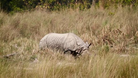 Greater One-horned Rhinoceros in Bardia national park, Nepal - specie Rhinoceros unicornis family of Rhinocerotidae