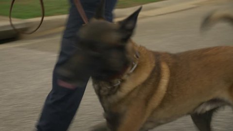 A police walks with a K9 dog to inspect for possible drugs or explosives.