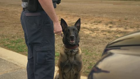 A K9 police dog sits ready for action to sniff out drugs, bombs, or criminals.