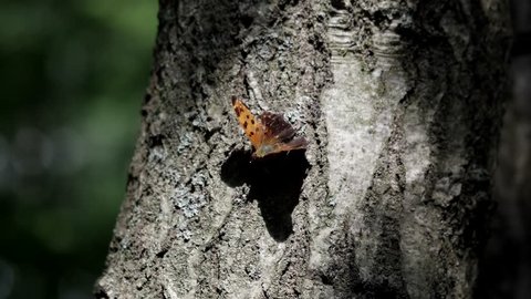 Eastern comma butterfly (Polygonia comma) warms its wings on a pine tree.
