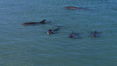 A birds eye view shot of dolphins swimming under the water. Camera tracks the movement of the dolphin in slow motion