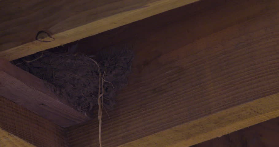 Swallow bird flying to barn roof nest slow motion
