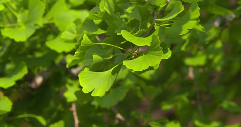 Ginkgo biloba herb leaf and branch
