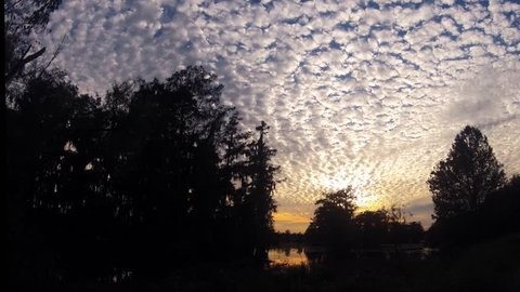 A time lapse in the swamp of clouds moving across the sky as the sun is setting with the silhouettes of cypress trees covered in spanish moss.