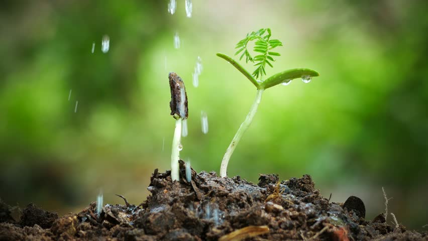 Plant growing on soil with hand watering with green nature backdrop. | Shutterstock HD Video #1011859082