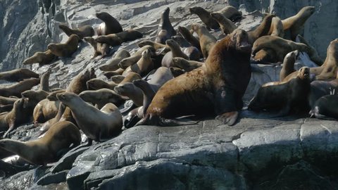 Stellar sea lions at Kekurniy Cape, Kamchatka Peninsula, Russia