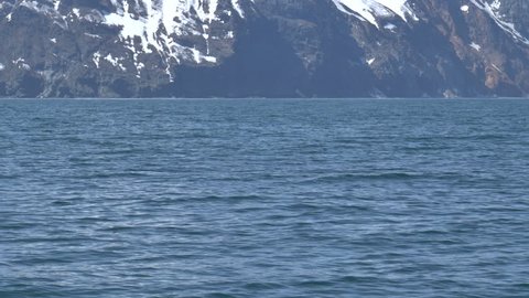 Orcas near the Pacific Ocean coasts of Kamchatka Peninsula, Russia