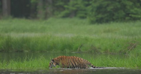 Amur tiger in the river water. Dangerous animal, taiga, Russia. Big animal in green forest. Siberian wild cat walking in nature habitat.