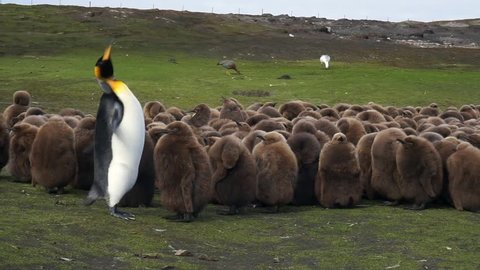 King penguins feeding