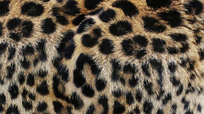 Close up, slow motion of moving leopard hair. African wild cat fur. Beautiful exotic animal background, abstract natural animation. Royalty-Free Stock Footage #1011866525