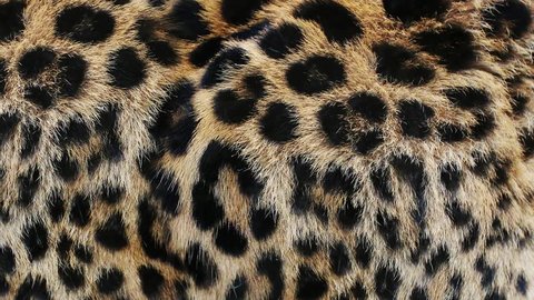 Close up, slow motion of moving leopard hair. African wild cat fur. Beautiful exotic animal background, abstract natural animation.