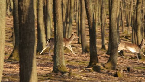 Deer running in the woods