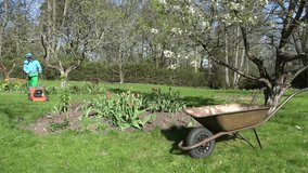 gardener man mow cut lawn and unload grass into rusty wheelbarrow barrow. Flowers and fruit trees blooming in spring season garden. Static shot. 4K UHD video clip.