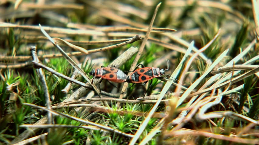 Pyrrhocoris apterus, close shot