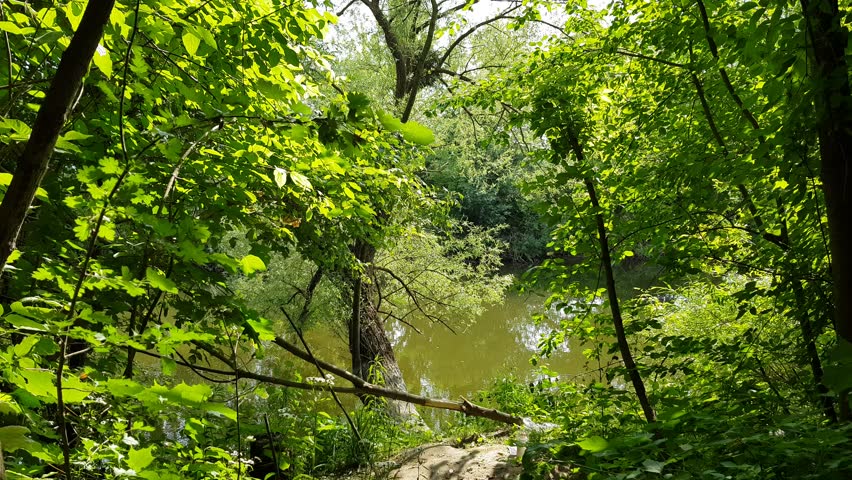 Spring river and green forest at sunset