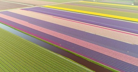 Amazing aerial view of colorful blossoming fields of tulips in Lisse, Netherlands.