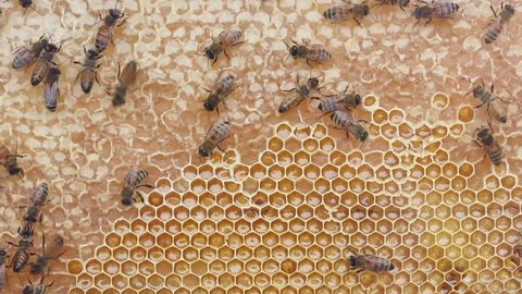 Natural Of Behive Stock Footage Video 100 Royalty Free Shutterstock Natural Of Behive Stock Footage Video 100 Royalty Free Shutterstock