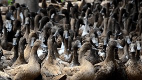 Movement of a herd of duck in a farm