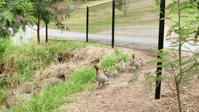 Urban wildlife. duck family walking around city park. Video filmed in Melbourne, Australia. Nov 02, 2017