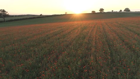 Sunset Over Poppy Fields in Summer