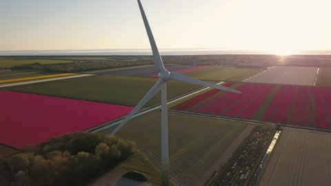 Drone flies around a electric windmill in the background some colorful tulip fields  during sunset Golden hour in the Netherlands Aerial Drone footage 4K