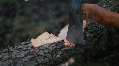 Hitting tree trunk with axe, slow motion from 120 fps