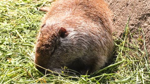 An animal water rat eats grass, nature close-up.