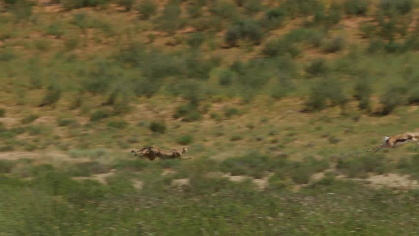 Cheetah running after an Impala in Kgalagadi Desert in Botswana Royalty-Free Stock Footage #1011897563